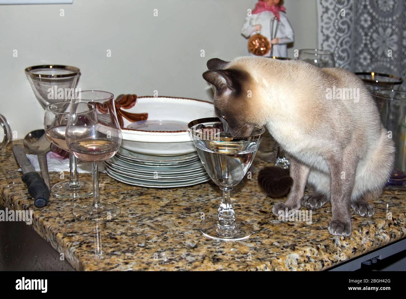 Tonkinese cat drinking water from crystal goblet; used dishes, stacked for washing, glassware, granite counter, kitchen, purebred feline; pet; animal; Stock Photo