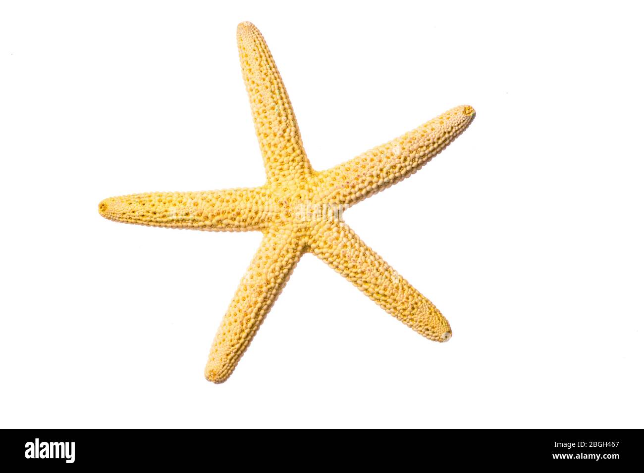 yellow starfish close-up on a white background Stock Photo