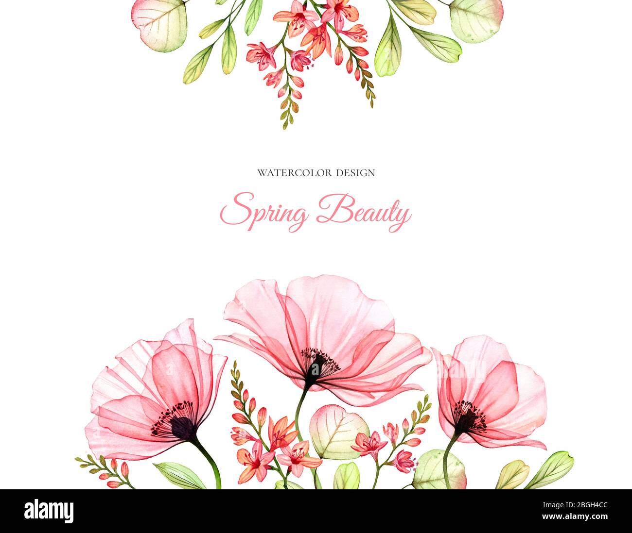 photo Field Of Flowers Transparent Background https www alamy com watercolor floral background with place for text border at the top and bottom transparent poppy field flowers isolated hand drawn illustration image354418524 html