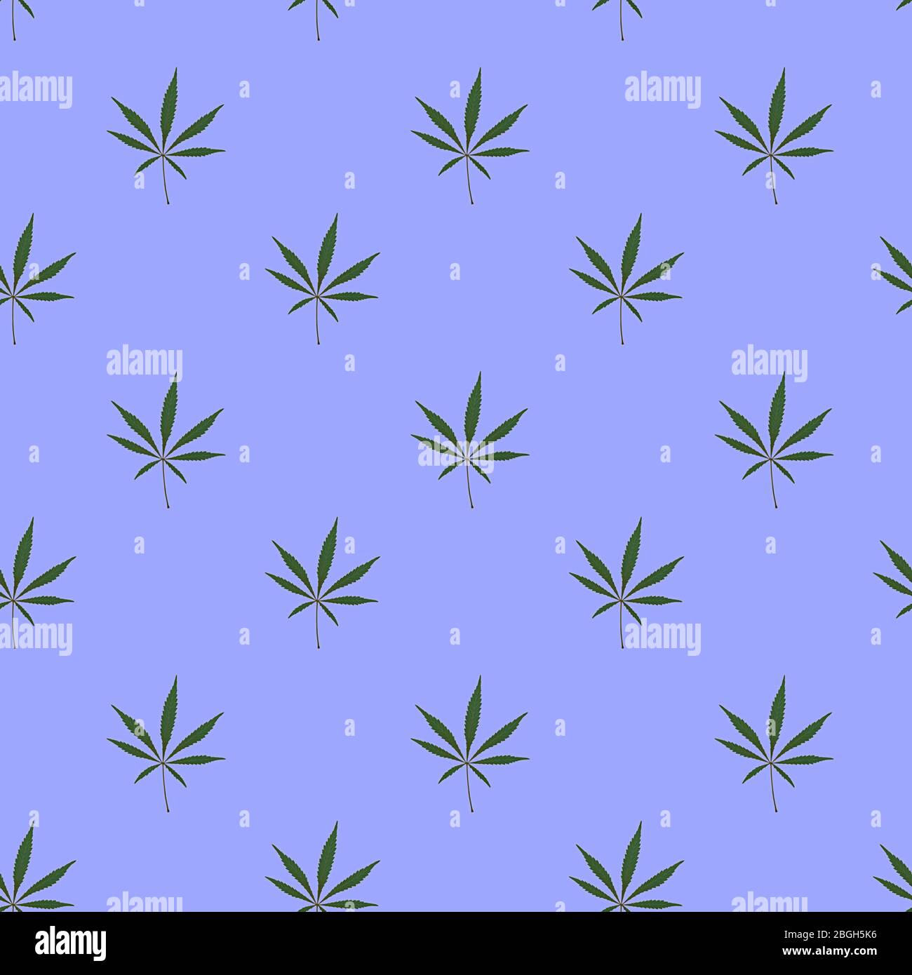 Cannabis plant, marijuana leaf, medical cannabis, seamless pattern on light  purple background Stock Photo - Alamy