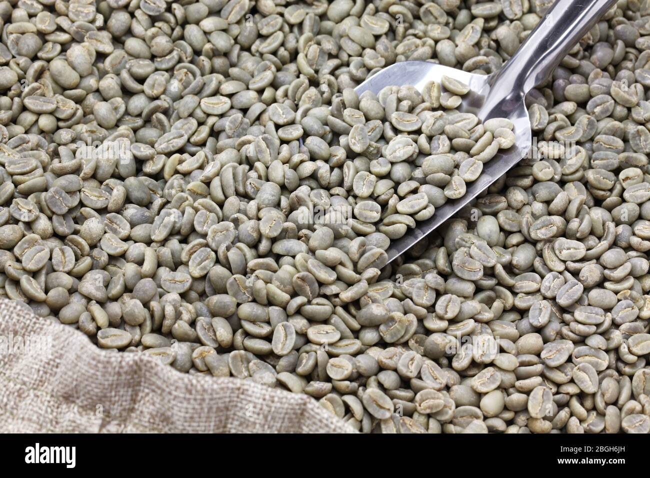 green unroasted coffee beans in burlap sack Stock Photo