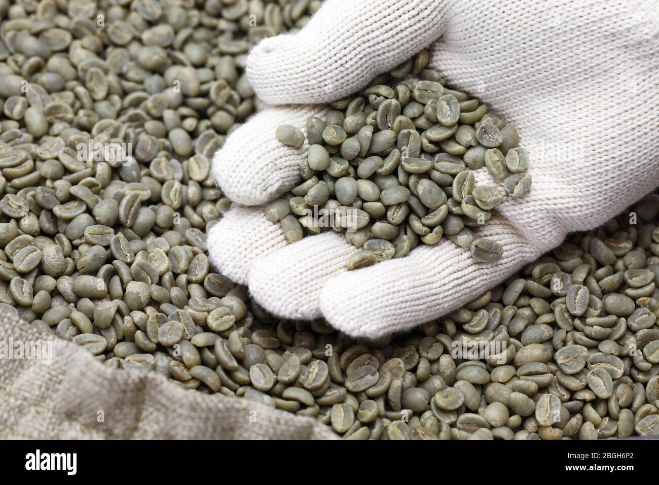 green unroasted coffee beans in burlap sack Stock Photo