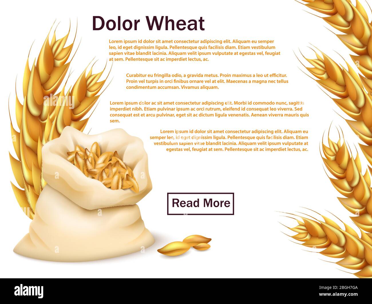 Realistic wheat, grains and ears isolated on white background. Premium wheat vector web background template illustration Stock Vector
