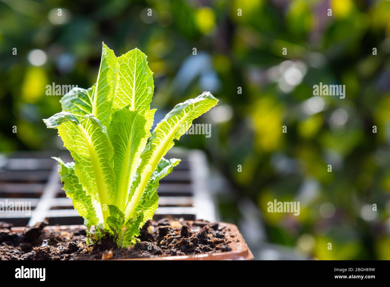 Romaine lettuce container hires stock photography and images Alamy