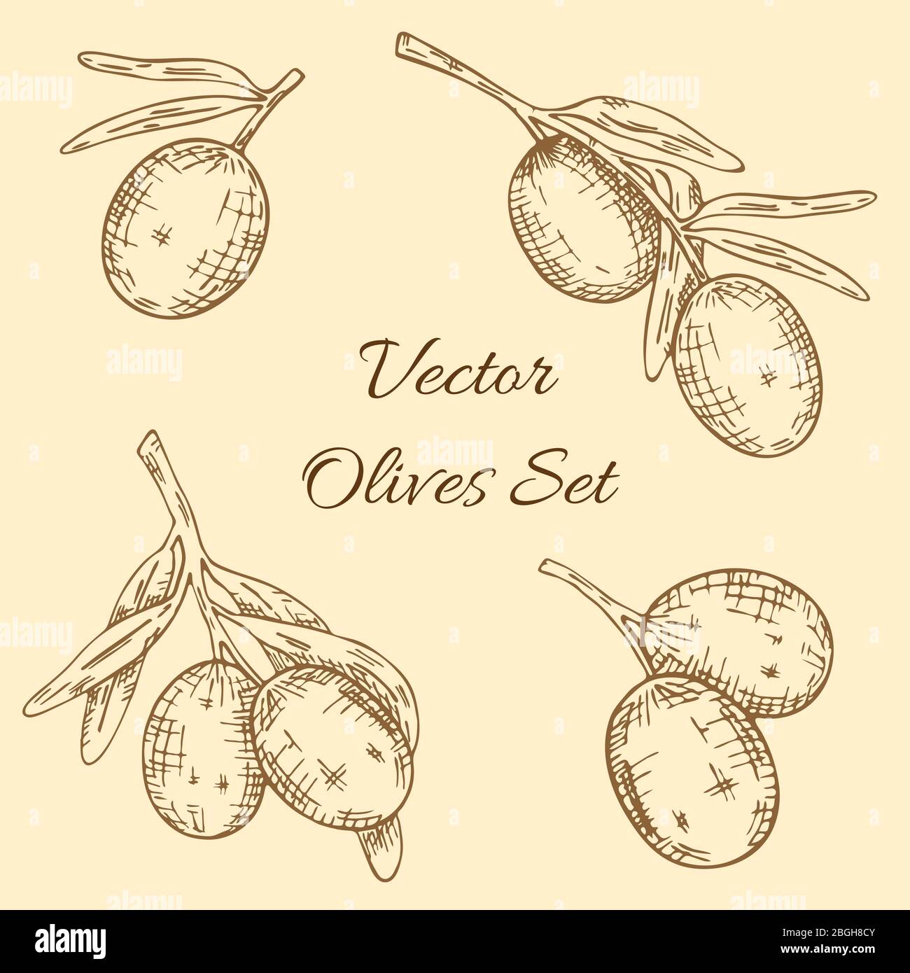 Set of olive tree branch. Hand drawn style. Vector sketch Stock Vector