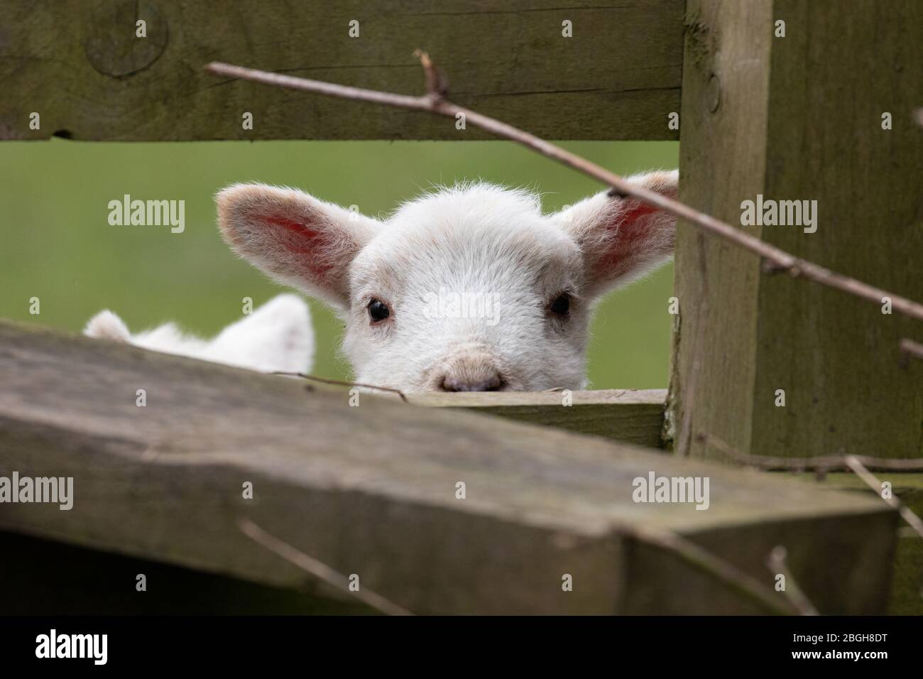 An inquisitive lamb peeking through a fence Stock Photo