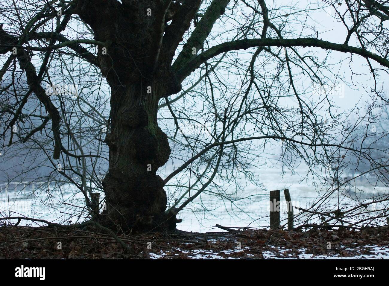 winterliche Baumsilhoutte bei leichtem Nebel Stock Photo