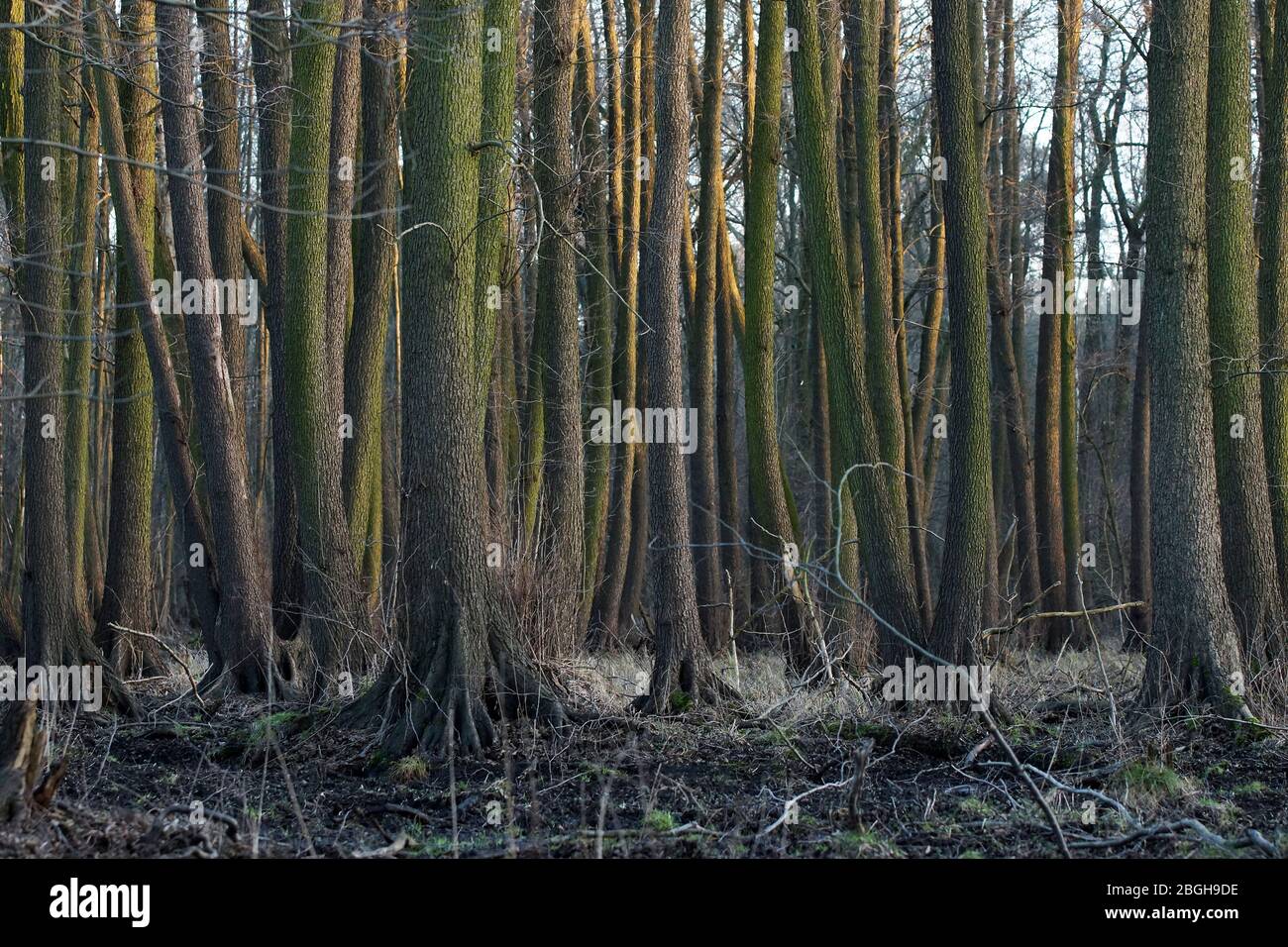 Bäume in einem Feuchtgebiet. Stock Photo