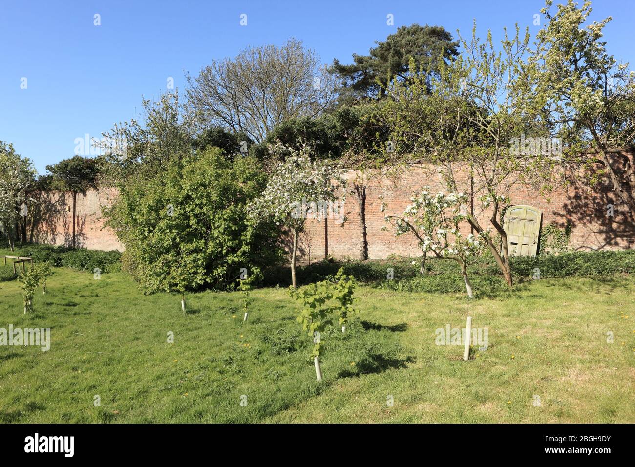 Conservation corner of an organic, environmental and wildlife friendly walled garden with flowering fruit trees and new shrub planting in springtime. Stock Photo