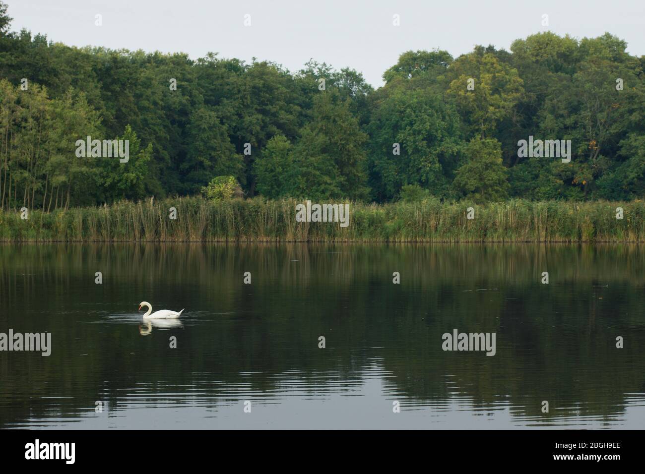 a lonley swan in a lake Stock Photo