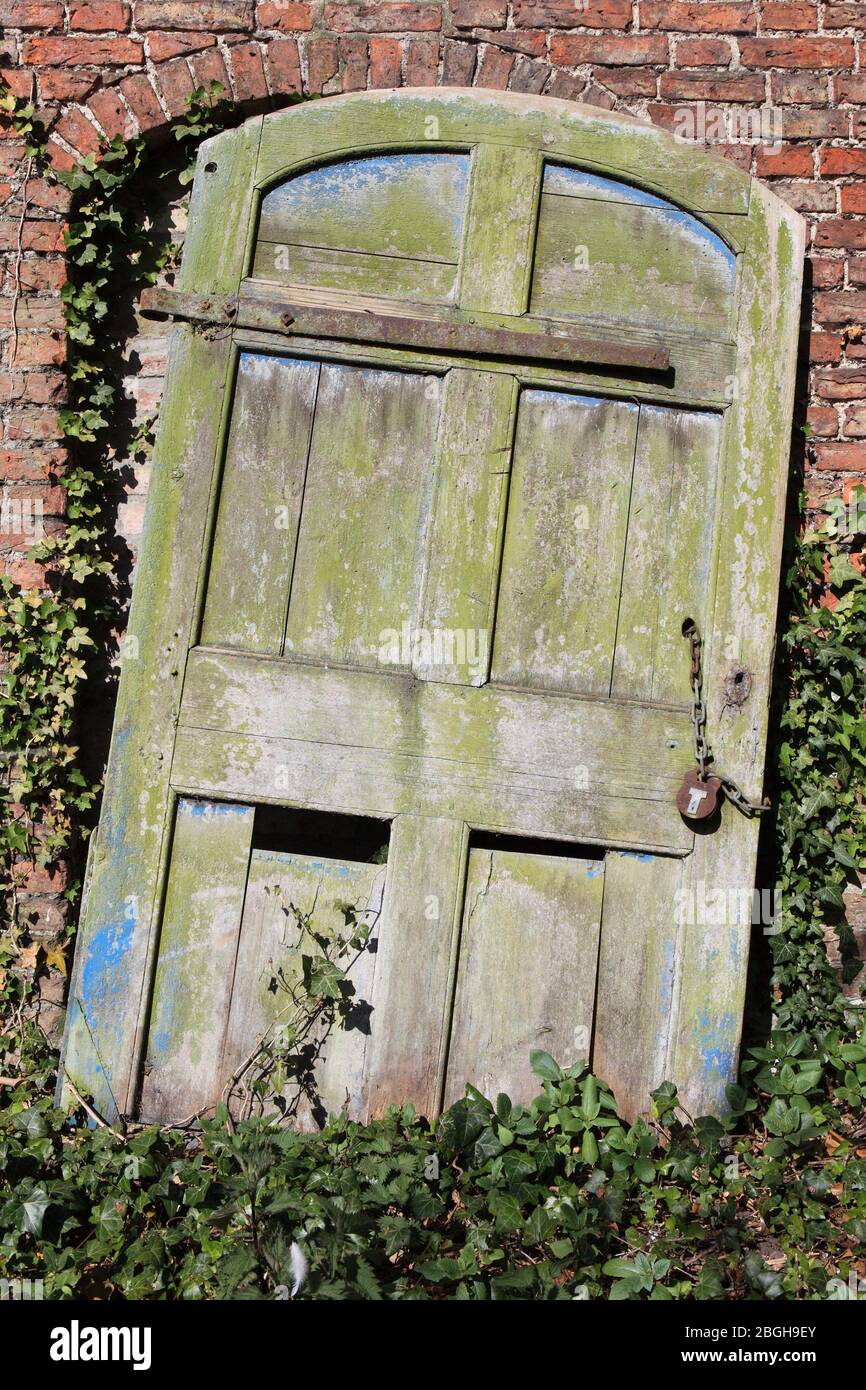 Old wooden door with rusty hinges, padlock and chain against a background of a red brick wall with Ivy Stock Photo