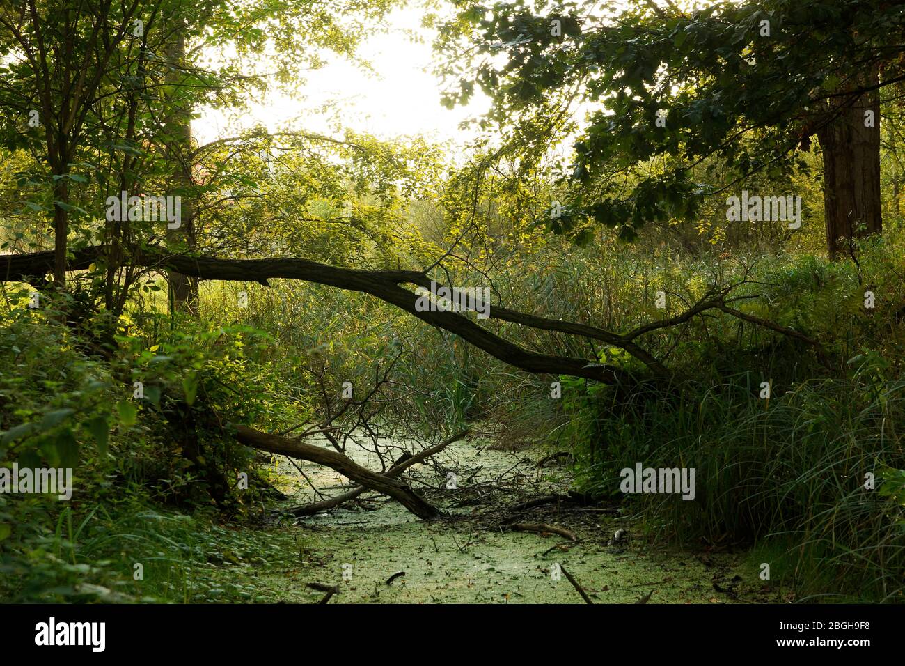 sumpfiger Wassergraben im LSG Buch Stock Photo