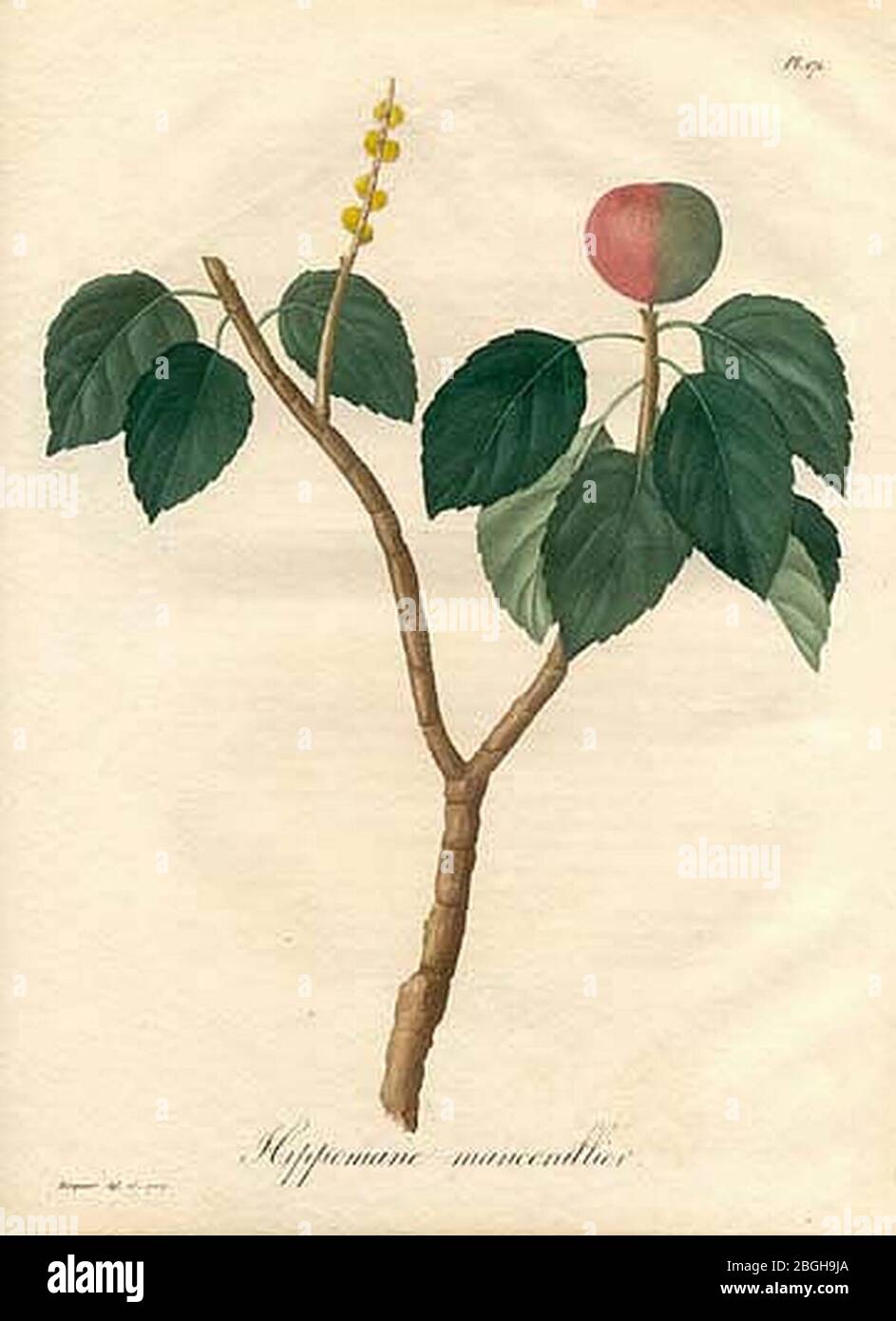 Hippomane mancinella-Hocquart 1821. Stock Photo