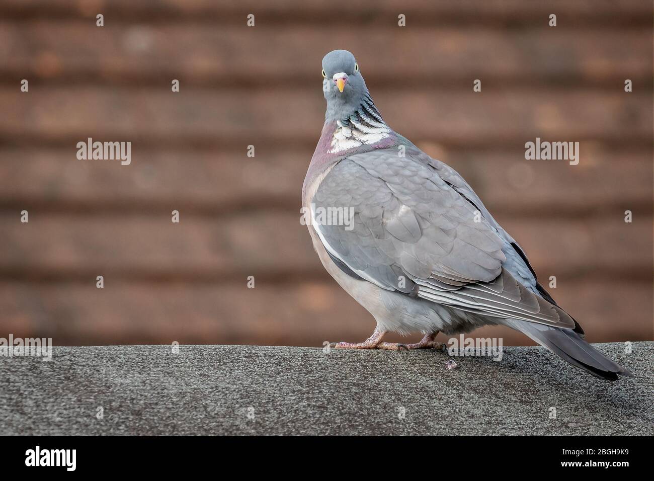 Large Wood Pigeon perched on fence staring at camera Stock Photo