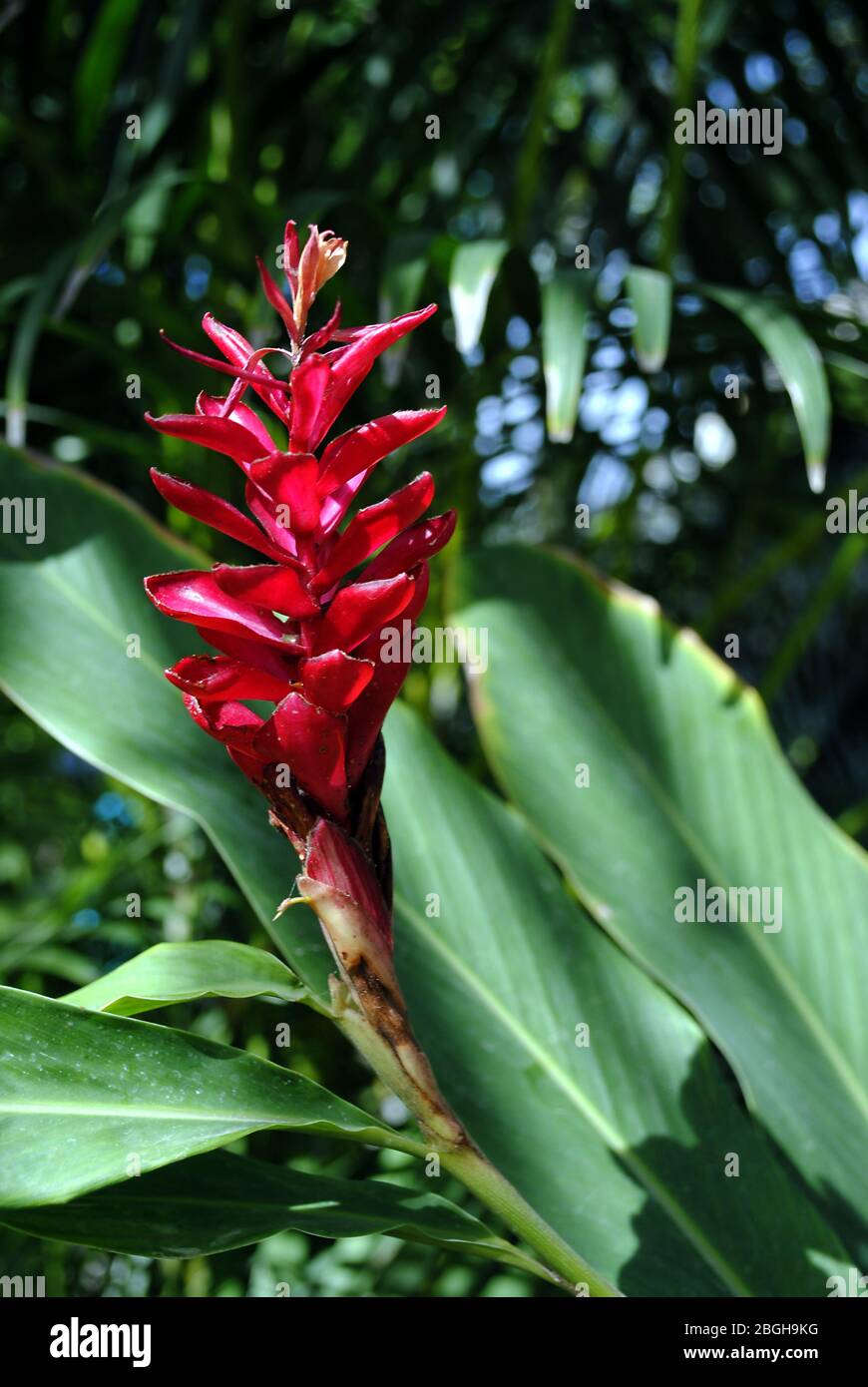 Red ginger flower (Alpinia purpurata Stock Photo Alamy