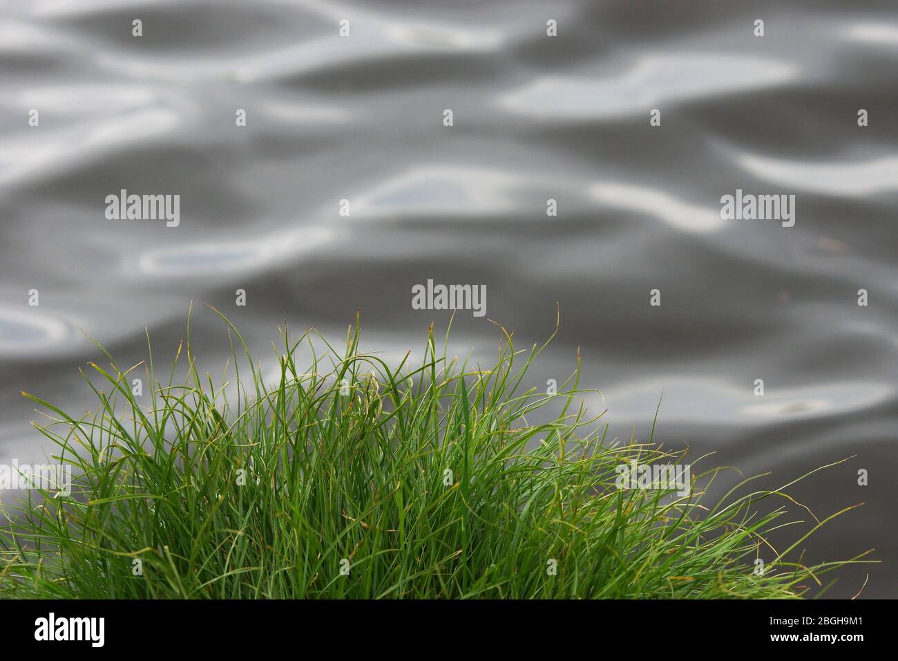 Gras am Ufer eines Sees Stock Photo