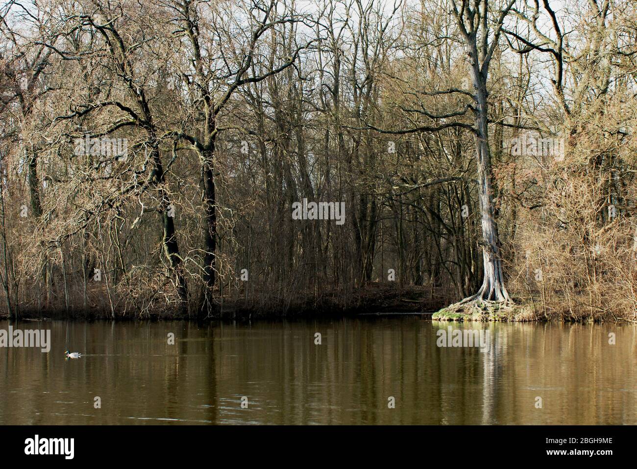 alter Baum am Ufer des Karpfenteichs / Bogenseekette Stock Photo