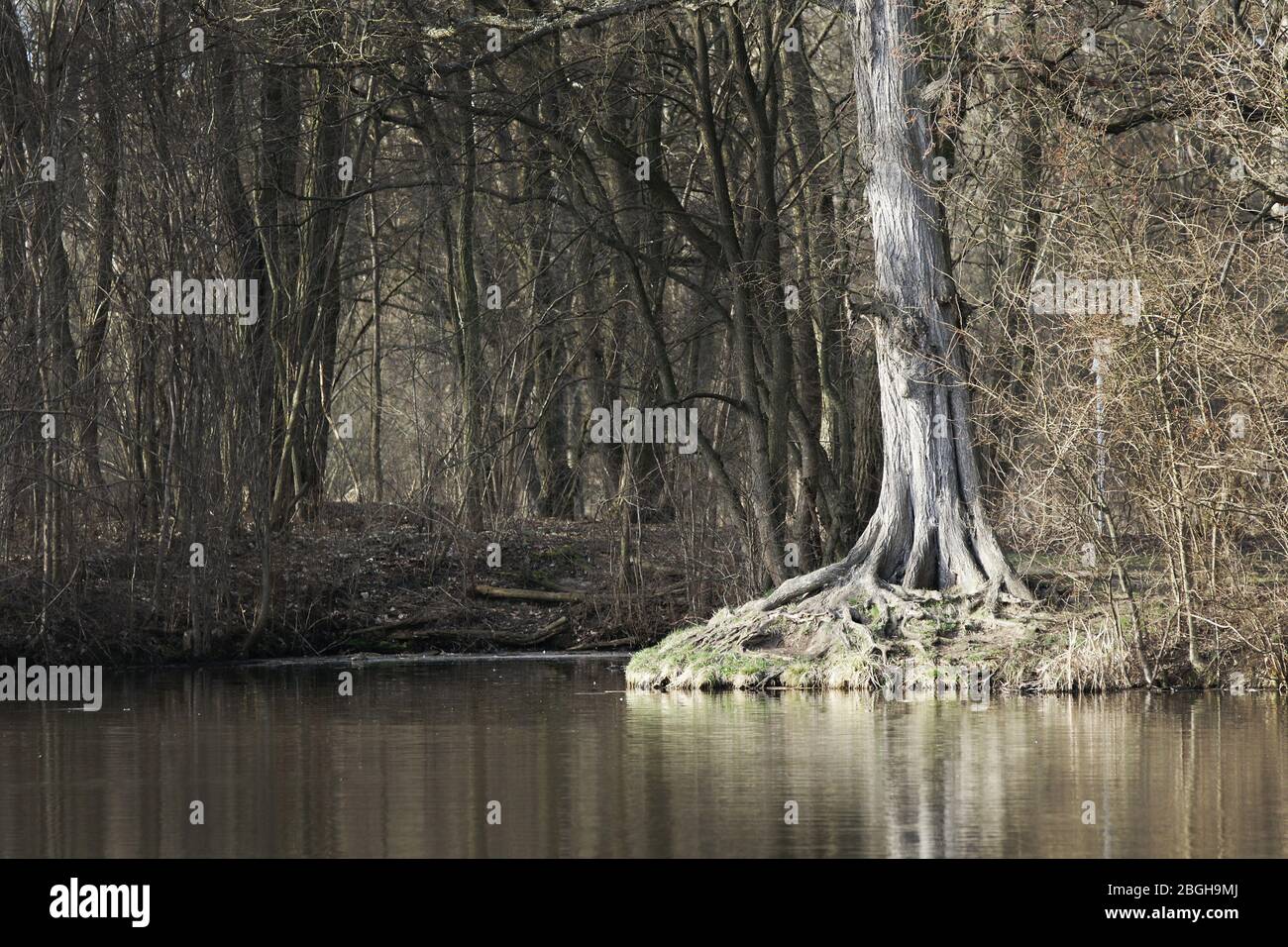 alter Baum am Ufer des Karpfenteichs / Bogenseekette Stock Photo