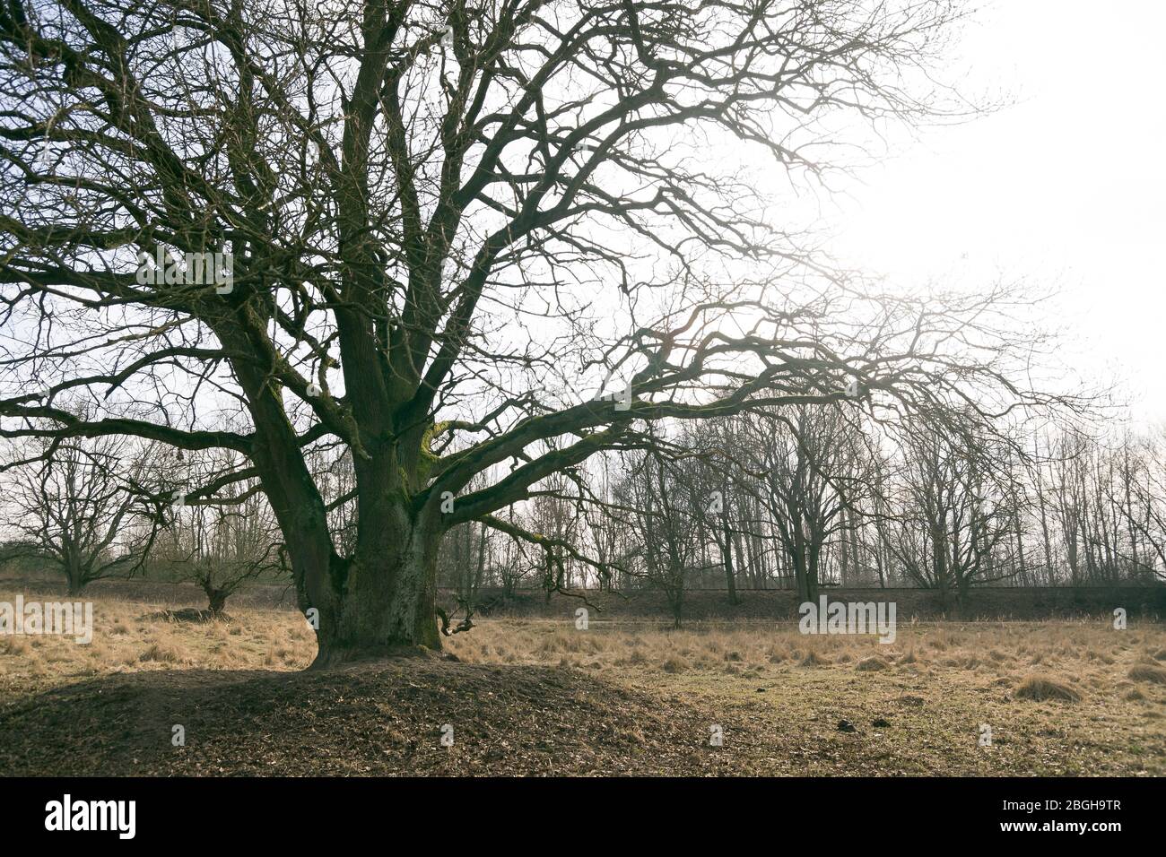gedrungener alter Baum auf Weide im Winter Stock Photo
