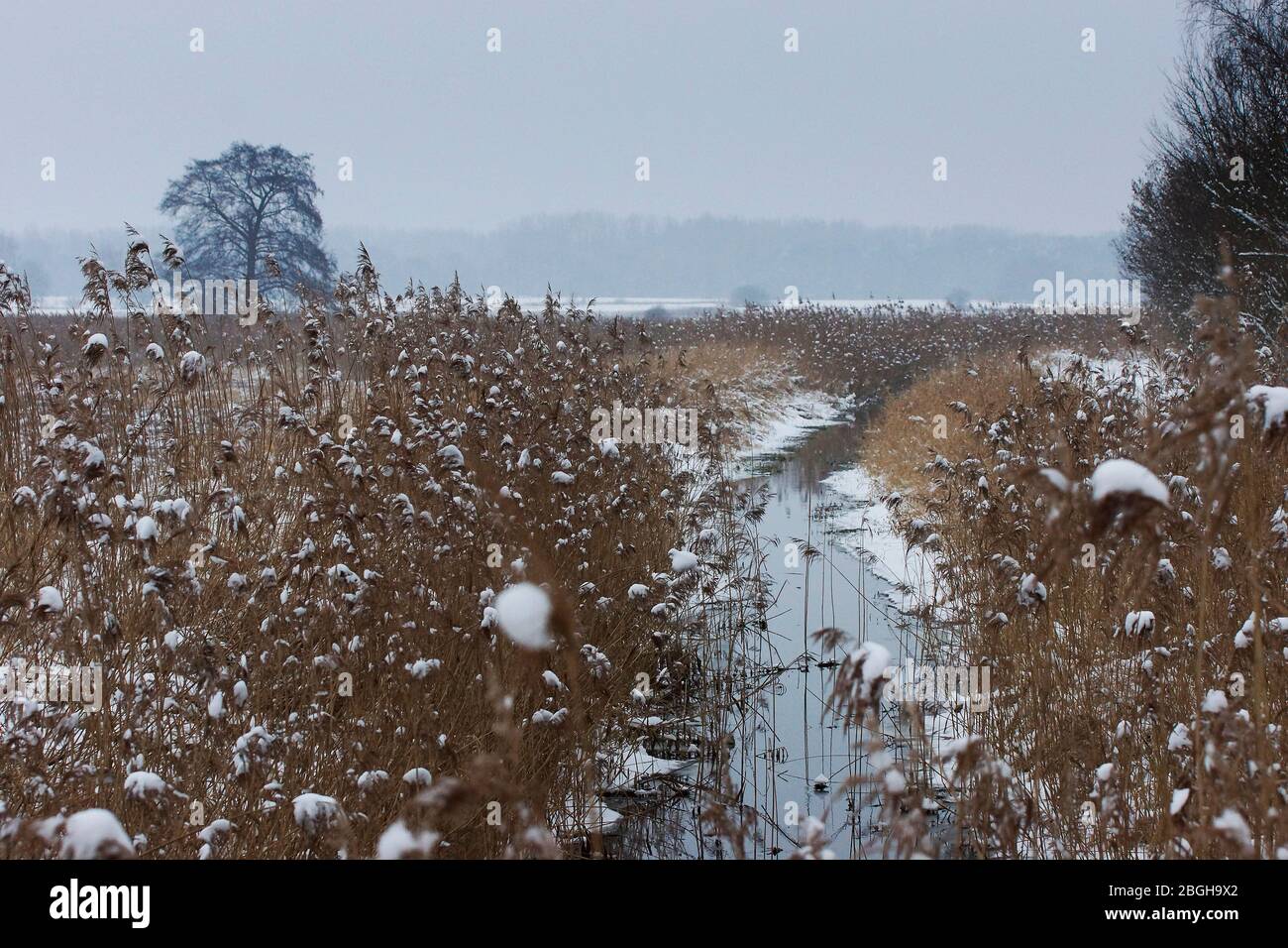 Reed lined stream in winter in flow direction. / Lietzengraben /Berlin Stock Photo