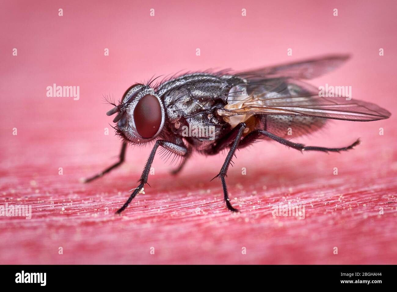 macro of flesh fly on red surface Stock Photo