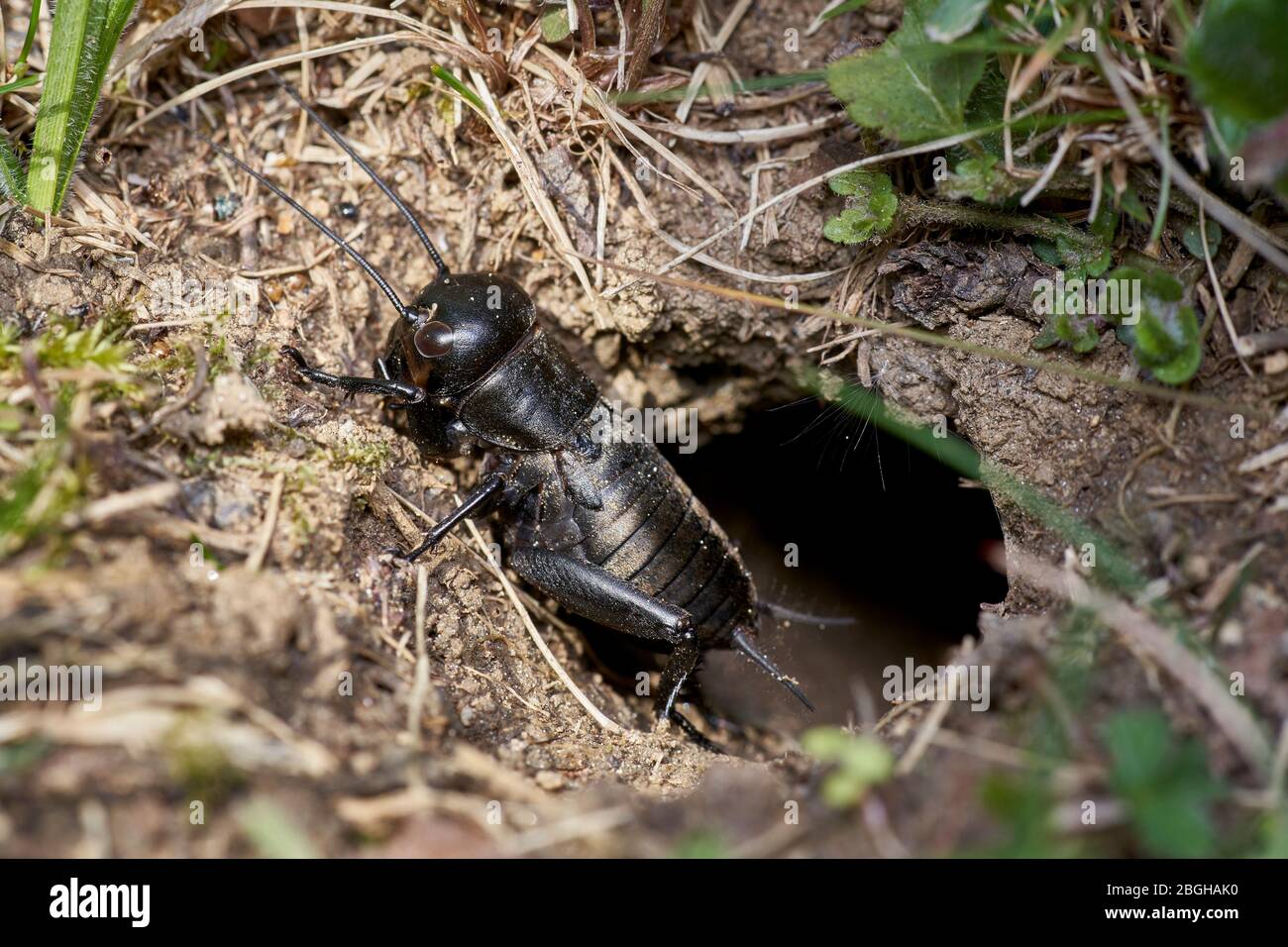 black field cricket in front / outside of the burrow Stock Photo