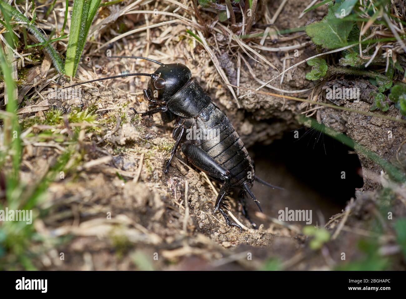 black field cricket in front / outside of the burrow Stock Photo Alamy