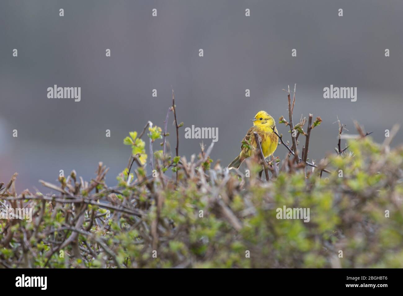 A yellowhammer perched in the top of a hedgerow Stock Photo