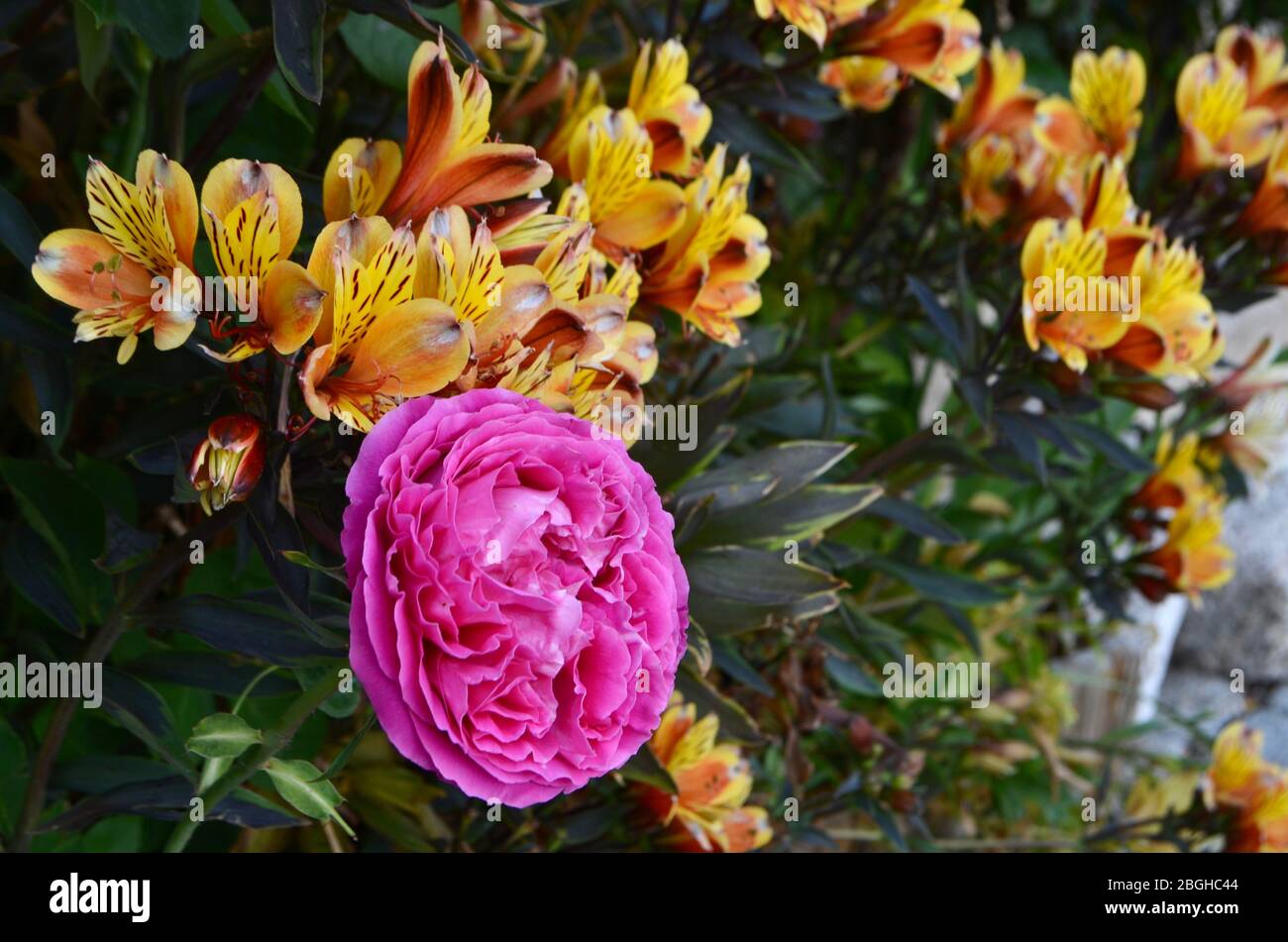 Beautiful flowers in Portugal Stock Photo Alamy