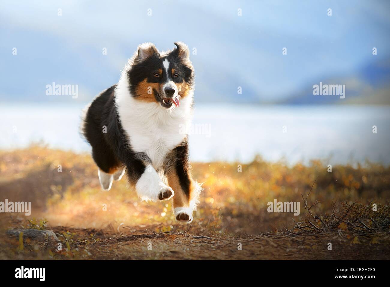 A brown and white dog standing in the grass Stock Photo - Alamy