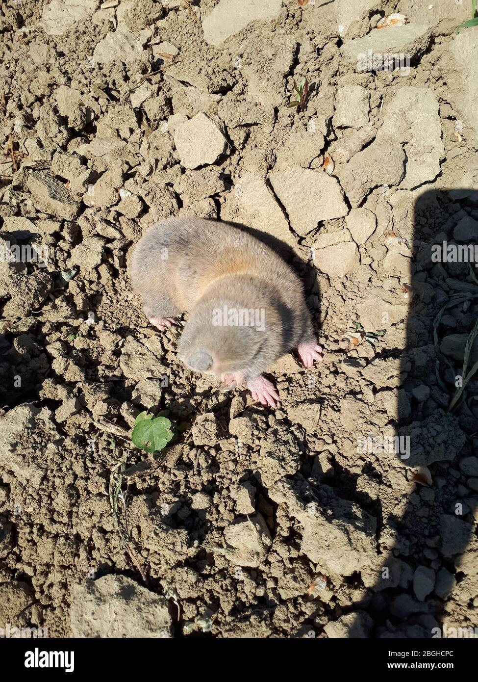 Garden pest mole rat. Blind underground digging rodent mole rat. Spalax Stock Photo Alamy