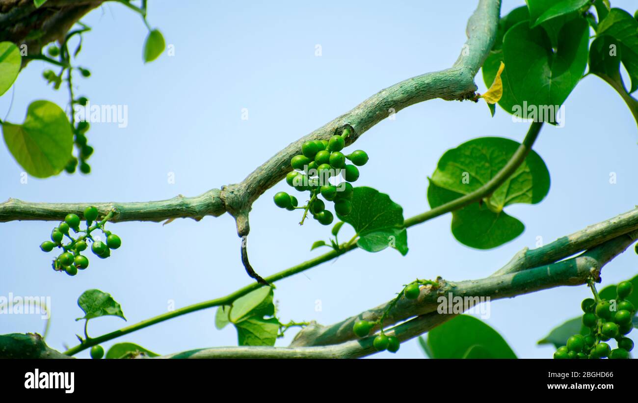 Tinospora cordifolia, Giloy Natural Herb to Improve immune system Easily available in India. Fruits, Plant, Leaf , Stem, Branch Stock Photo