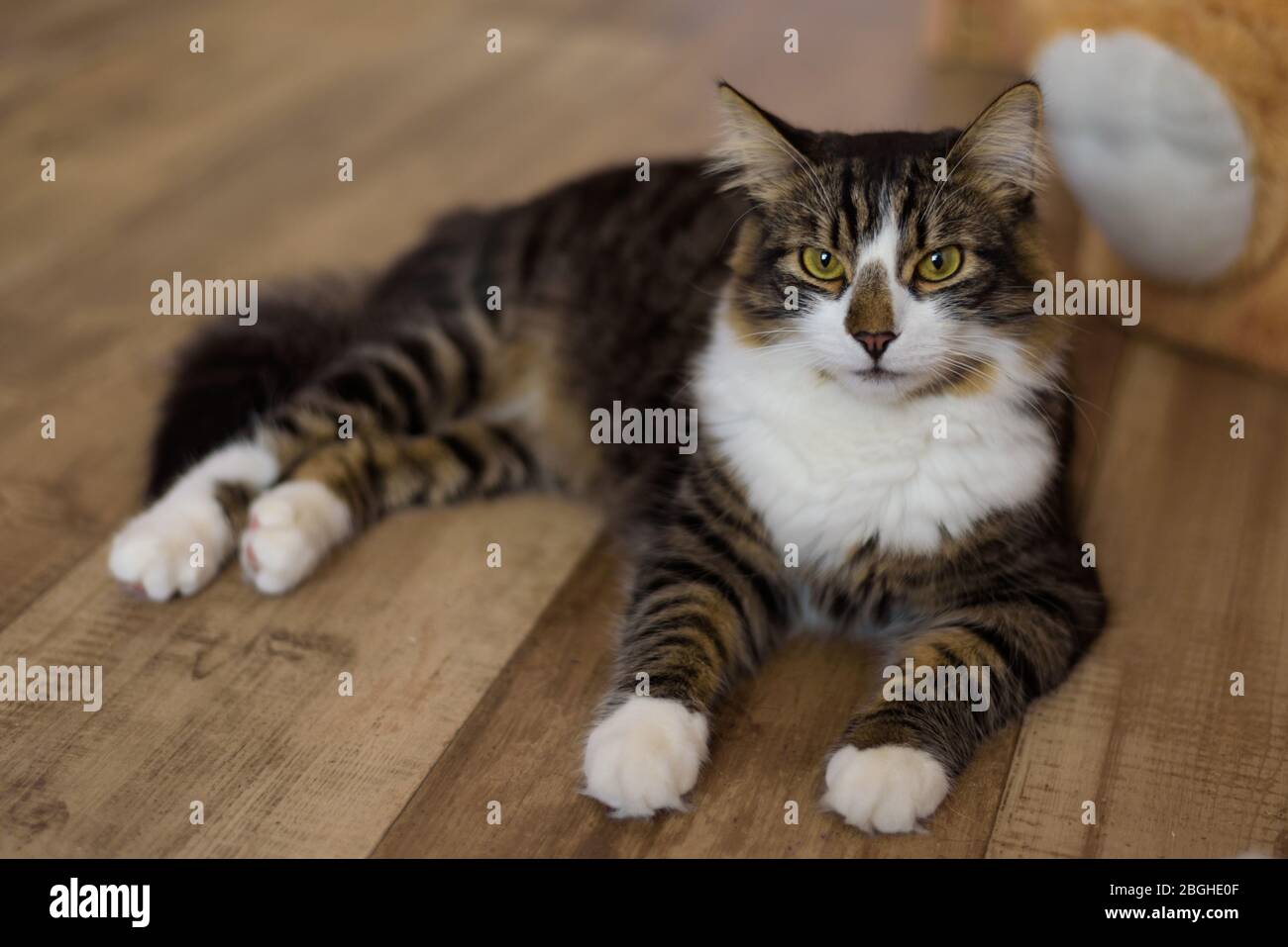 Multi Striped Cat High Resolution Stock Photography And Images Alamy