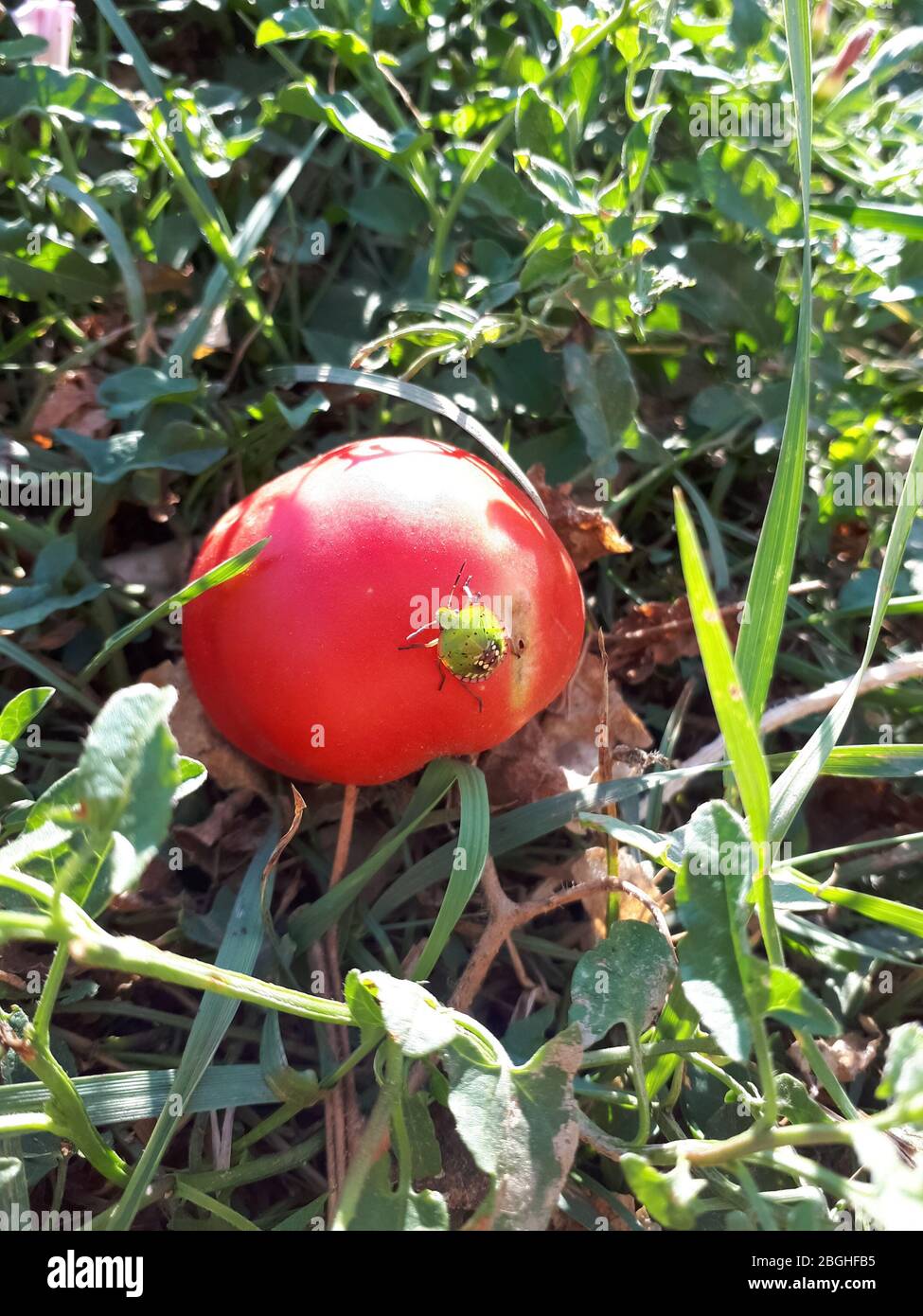 The bedbug sits on a red tomato. Tomato pest Stock Photo
