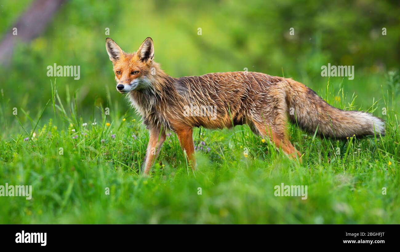 Majestic red fox with wet orange fur and fluffy tail gazing among the wildflowers. Stock Photo
