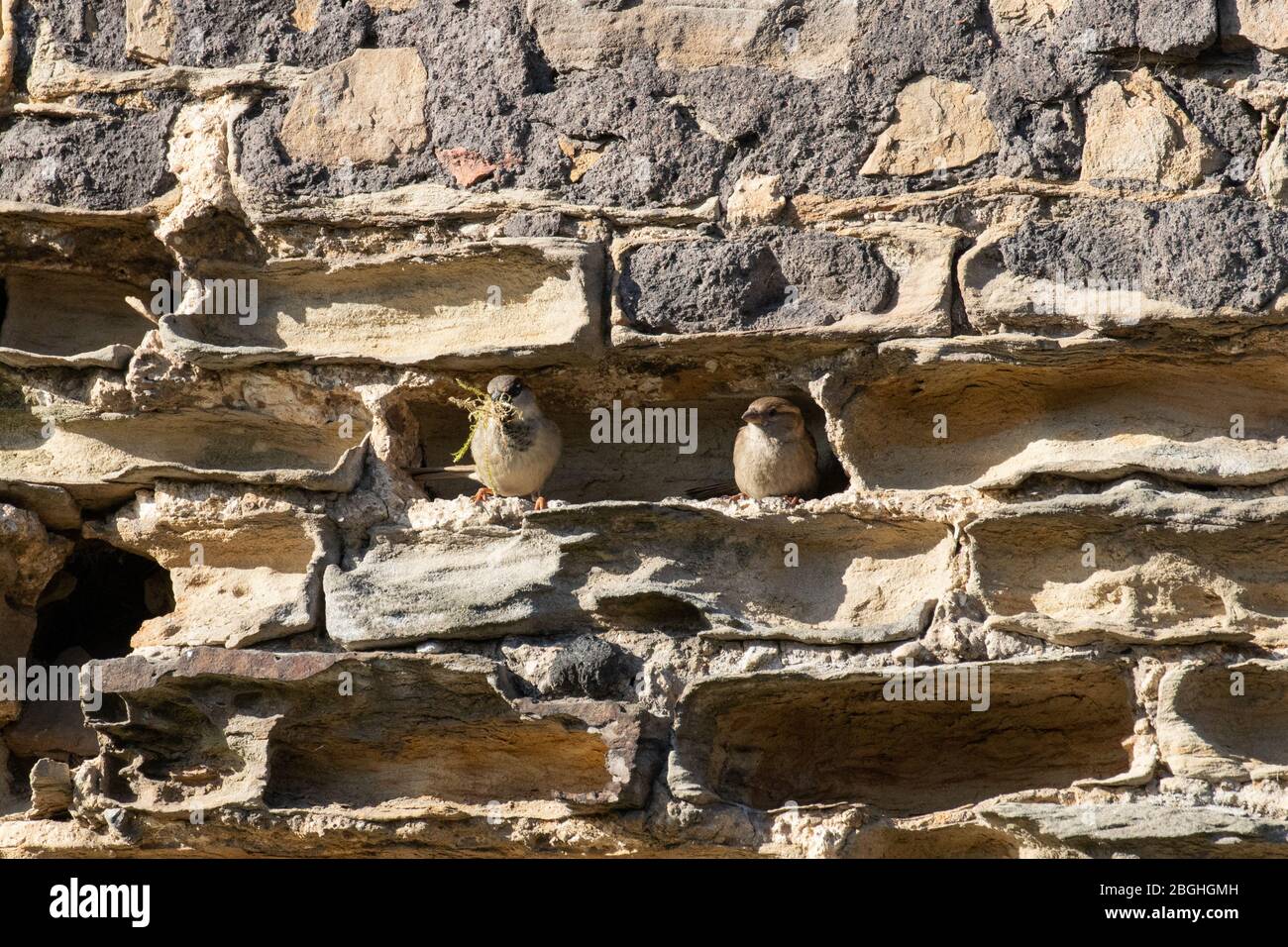 a pair of sparrows creating a nest in a sandstone wall Stock Photo