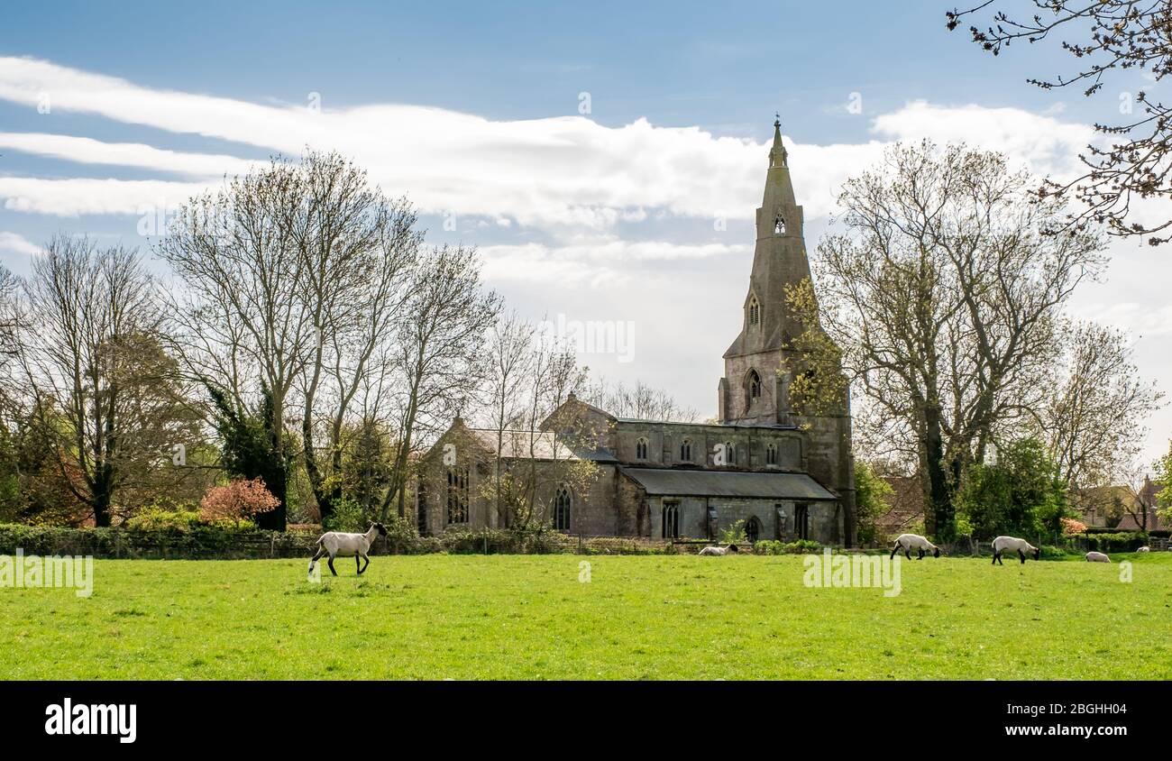 St Andrews Church Pickworth Lincolnshire viewed from the north east across pasture with sheep in foreground on a sunny spring afternoon Stock Photo