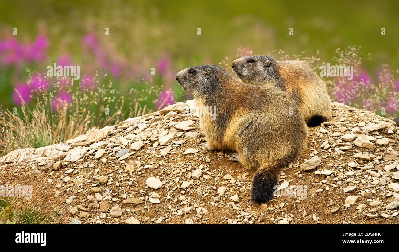 Two alpine marmots, marmota marmota, resting in nature Stock Photo - Alamy