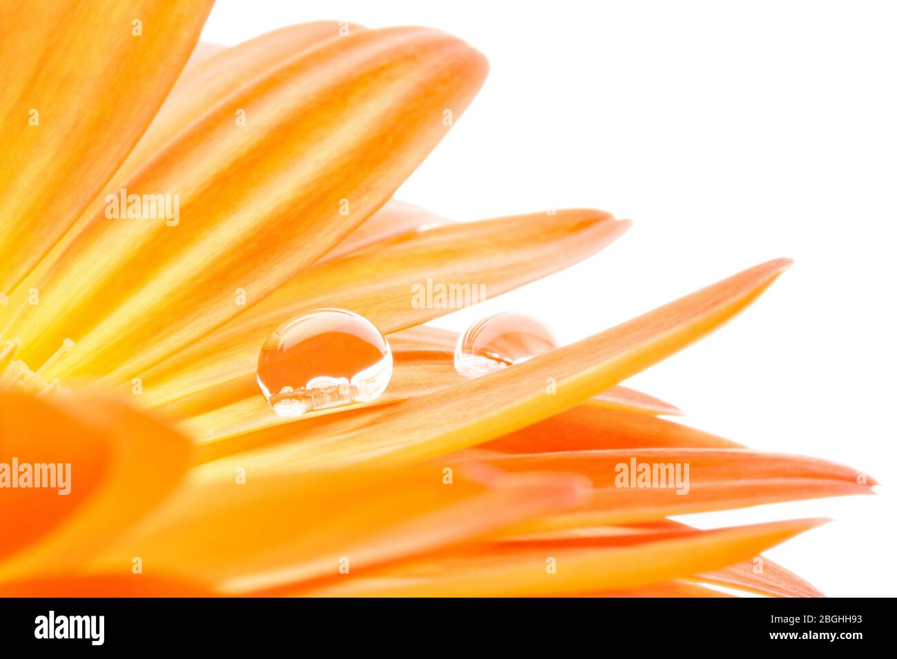 gerbera with dew drop - close up Stock Photo