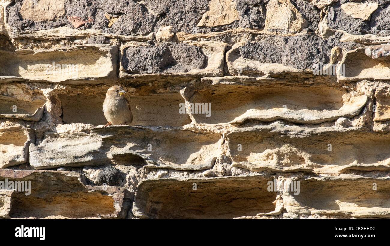 A female sparrow perched on a sandstone wall Stock Photo
