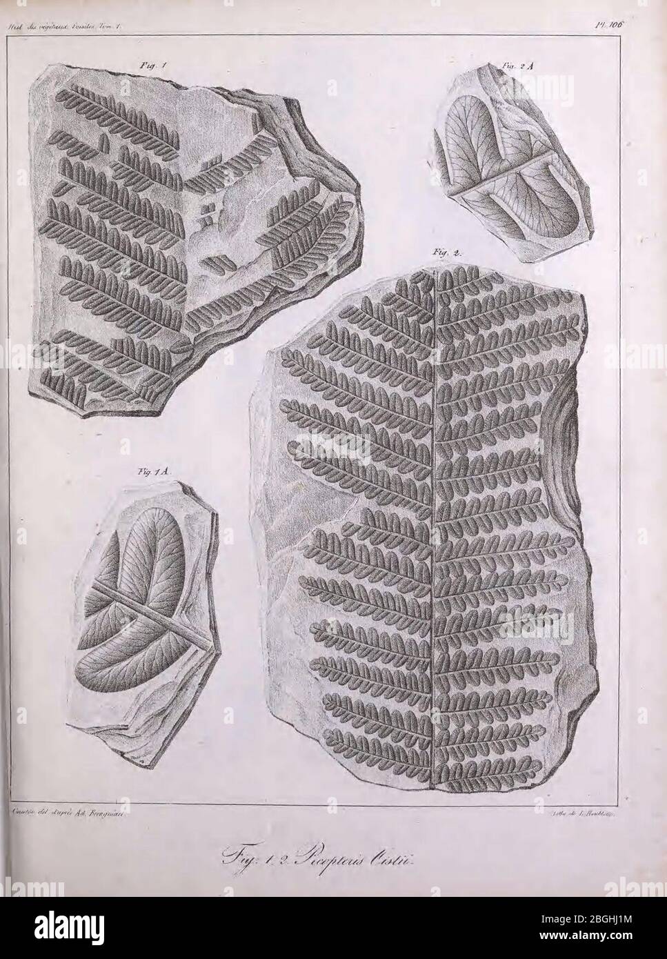Histoire Des Vegetaux Fossiles Ou Recherches Botaniques Et Geologiques Sur Les Vegetaux Renfermes Dans Les Diverses Couches Du Globe Pl 106 Stock Photo Alamy