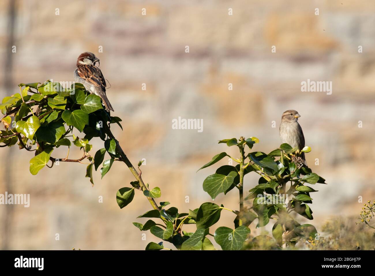 A pair of house sparrows perched in a tree looking for nesting sites Stock Photo