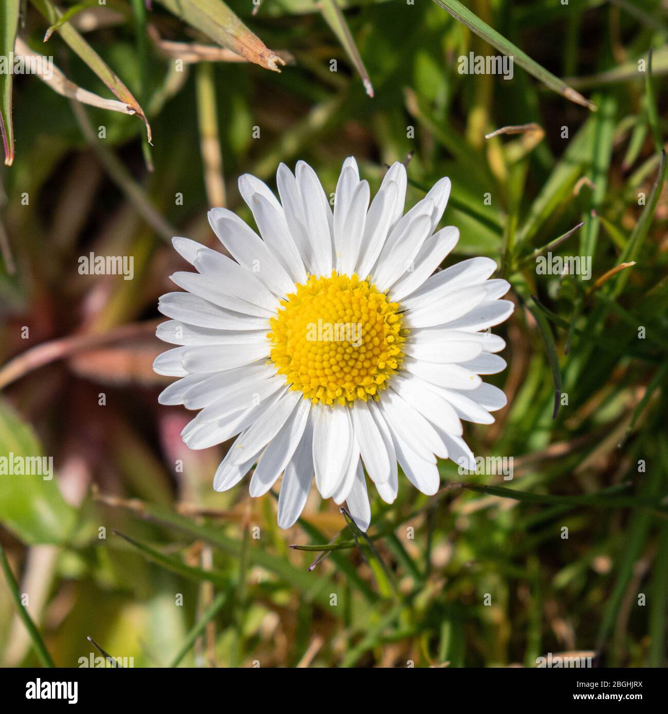 A delicate white daisy flower Stock Photo