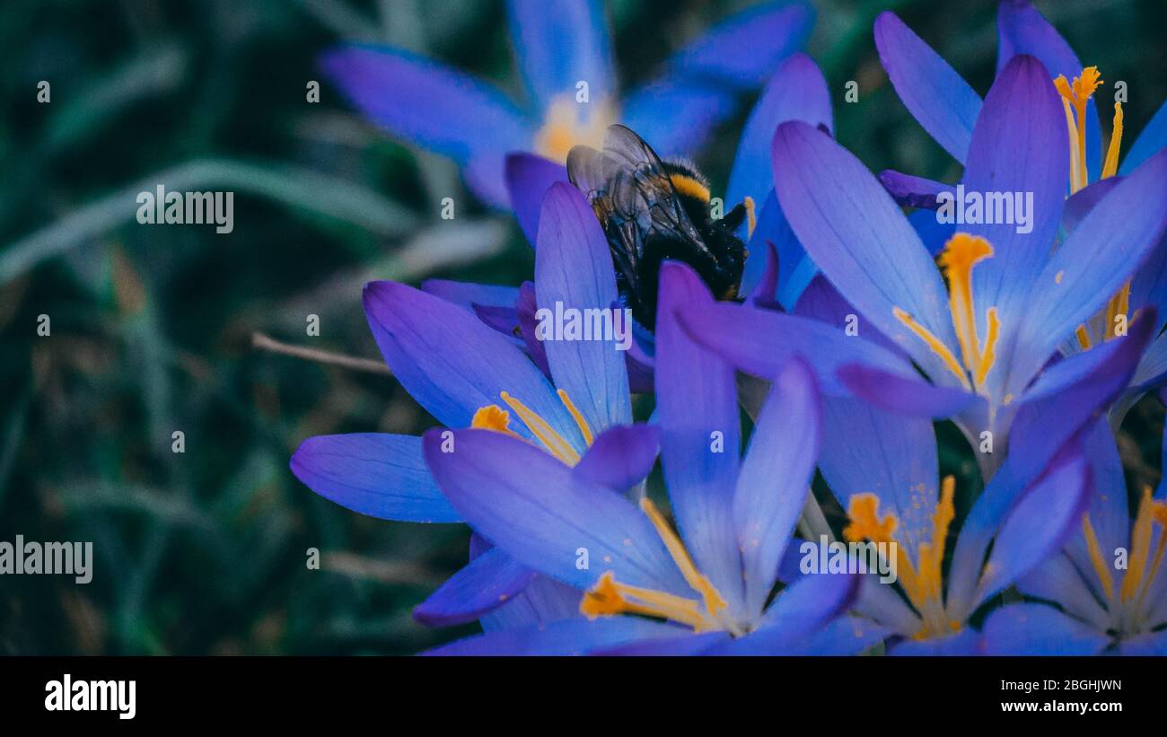 Purple Flowers in spring on a grass plain in Karlsruhe Stock Photo - Alamy
