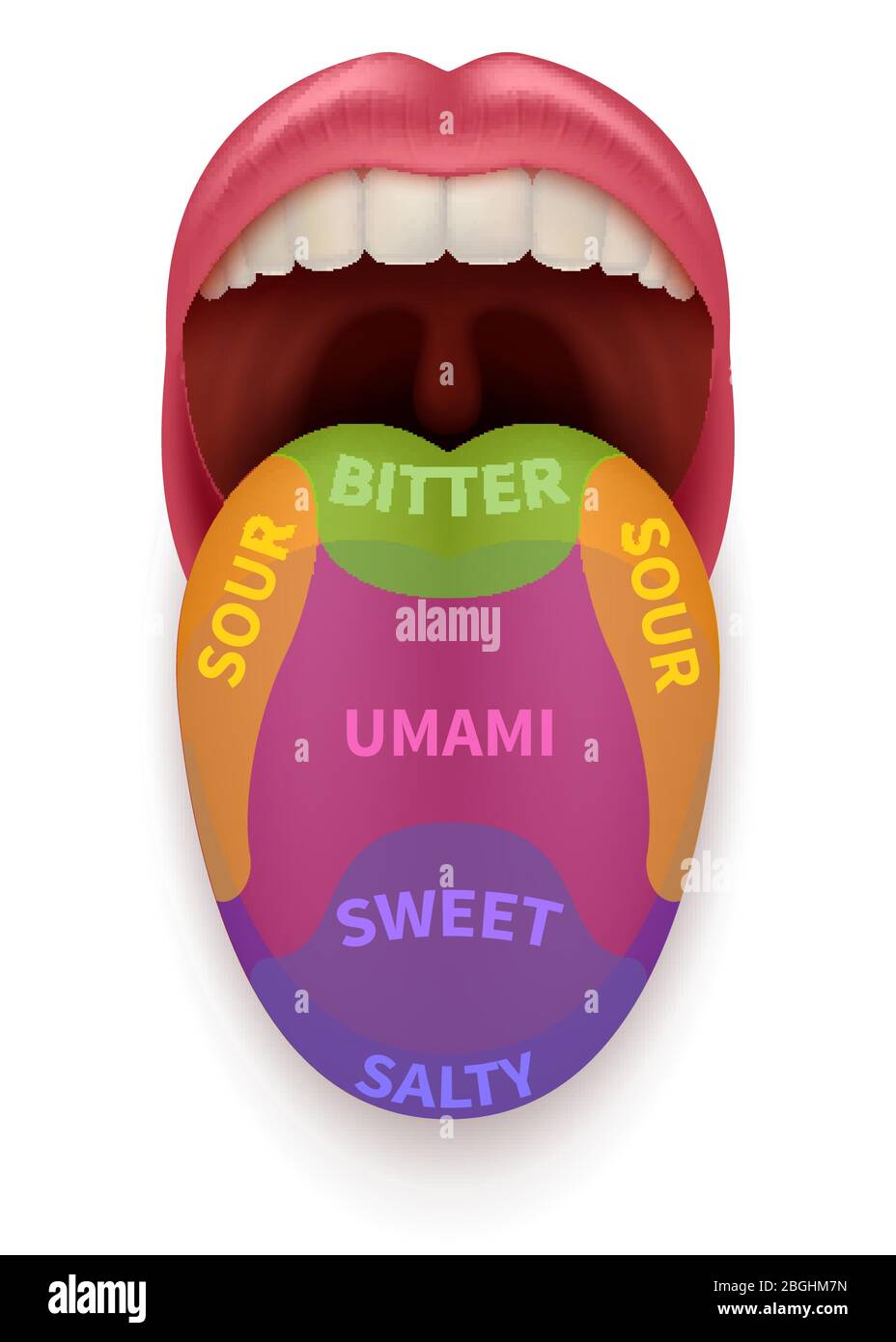 Realistic tongue with basic taste areas. Tasting map in human mouth sweet, salty, sour, bitter and umami vector illustration isolated. Schematic anatomical sense mouth, taste zone chart Stock Vector