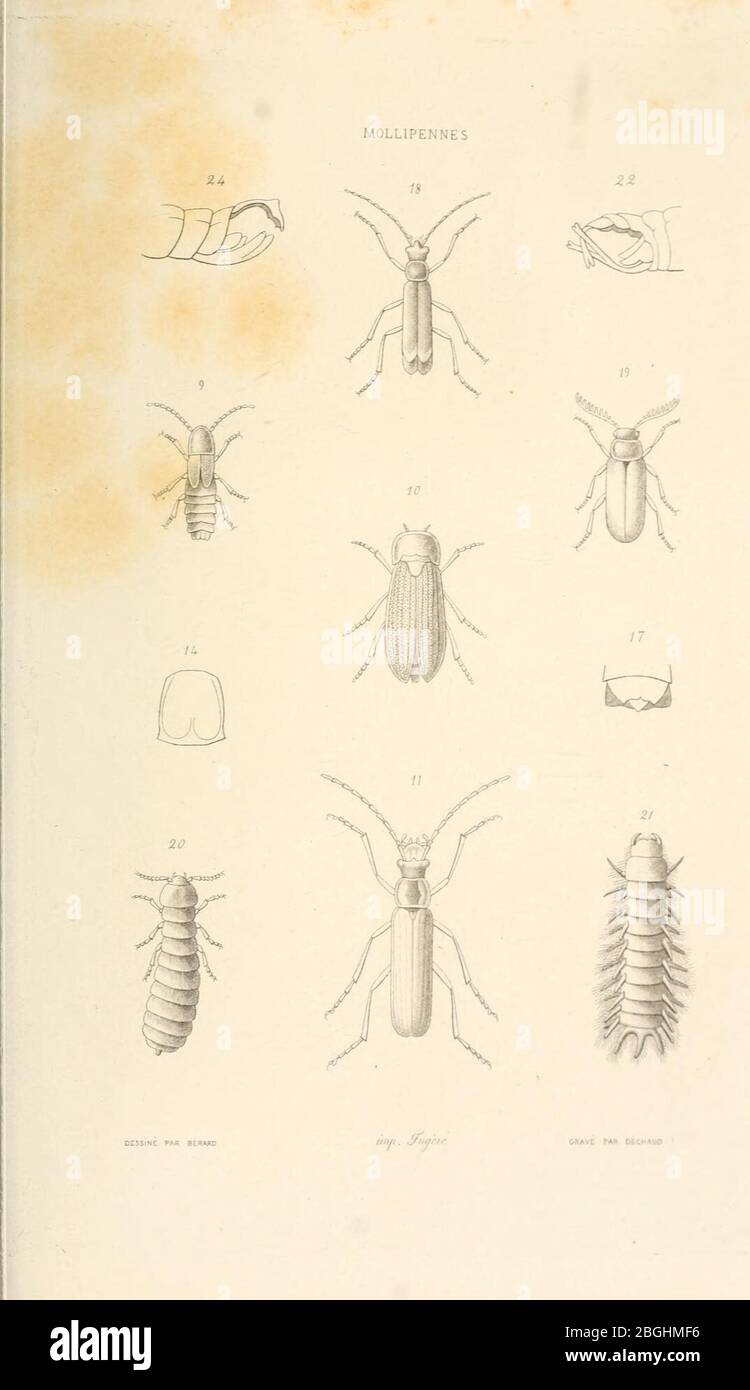 Affiche illustrée - Coléoptères de France - Collection Coléoptères
