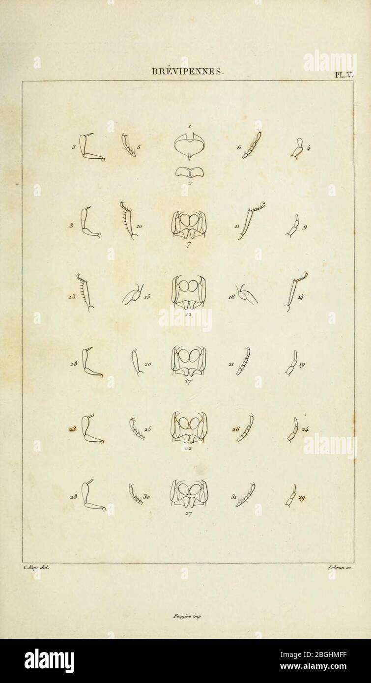 File:Iconographie et histoire naturelle des coléoptères d'Europe (Page Plate 187