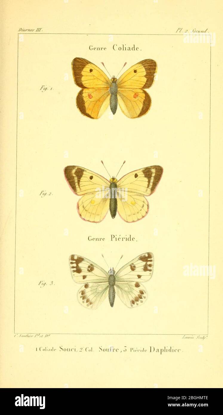 Histoire naturelle des lépidoptères ou papillons de France Stock Photo