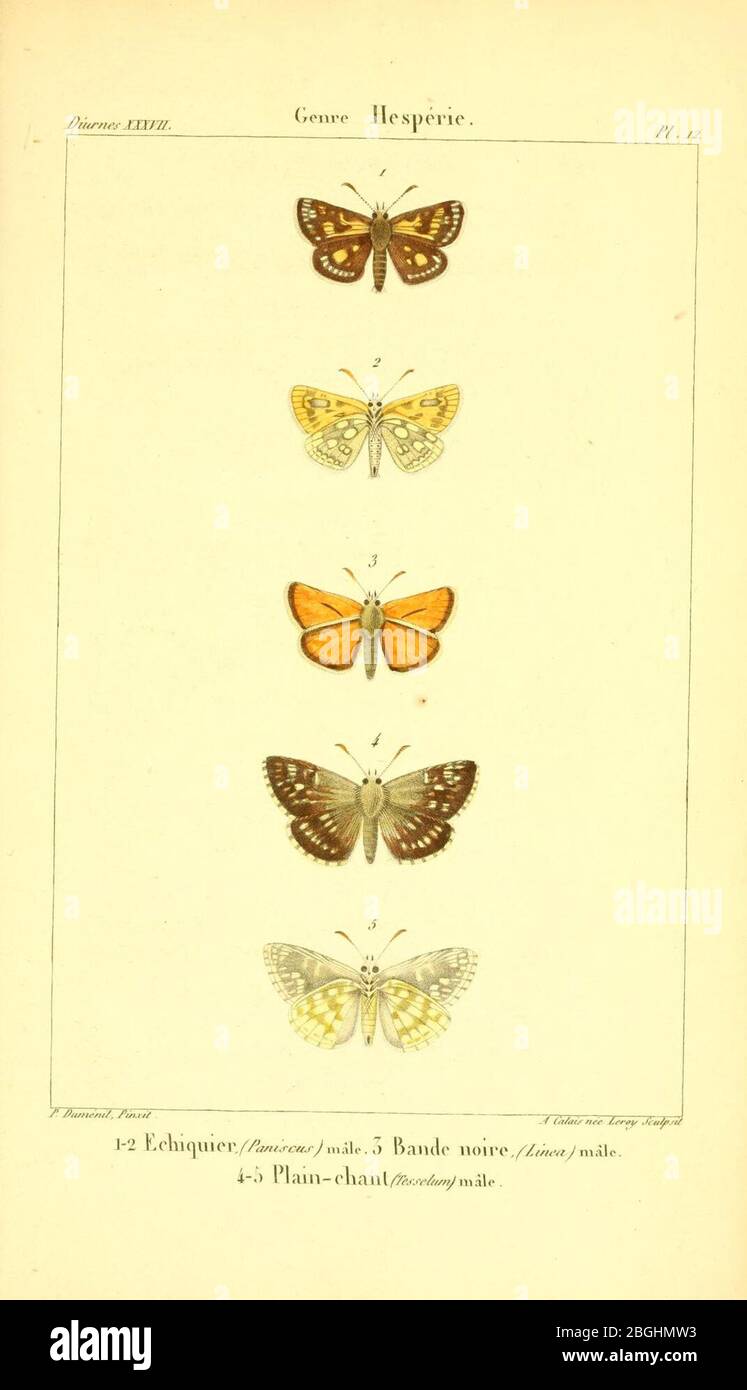 Histoire naturelle des lépidoptères ou papillons de France Stock Photo