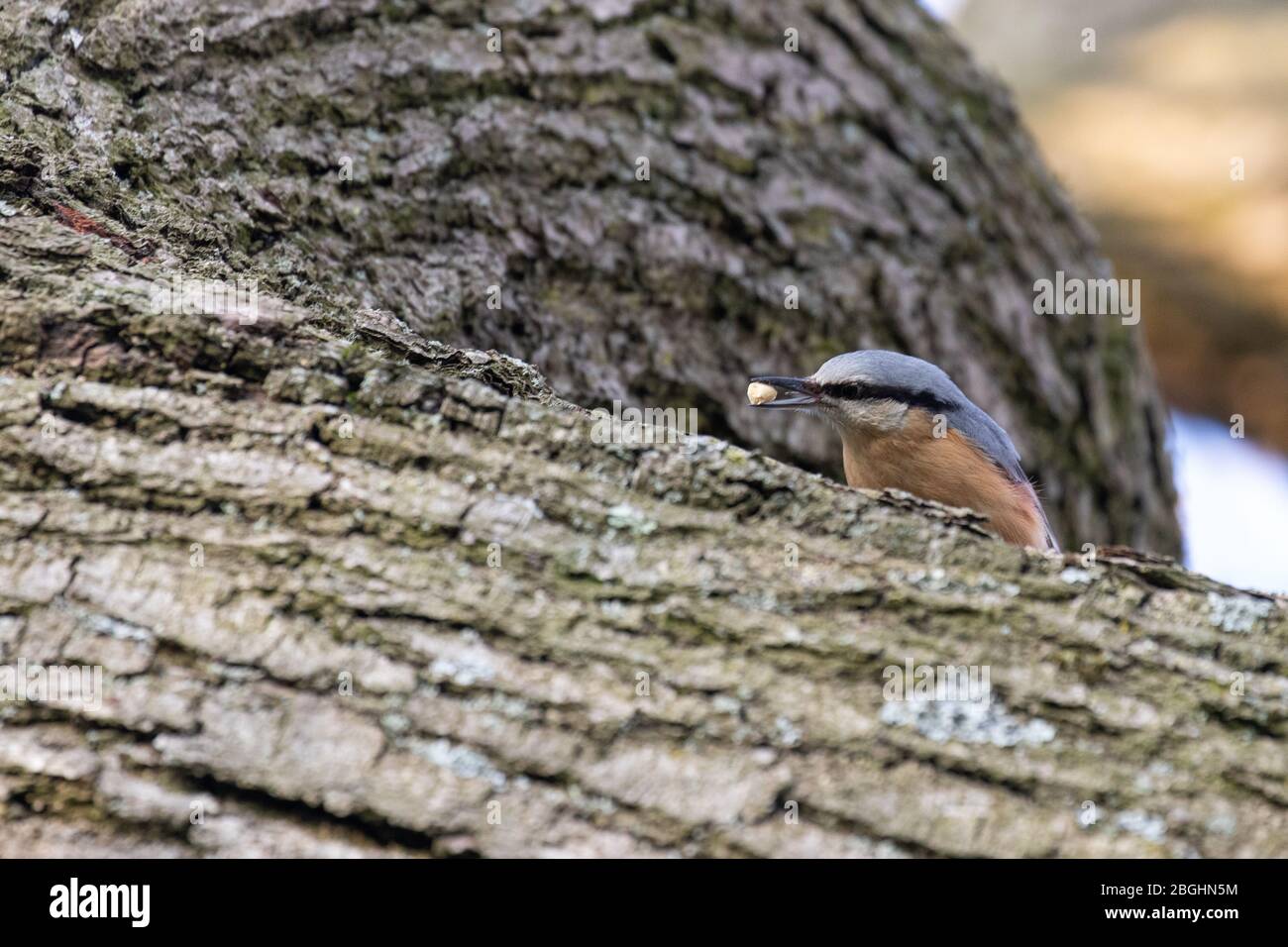 A nuthatch collecting food from the bark of an old oak tree Stock Photo